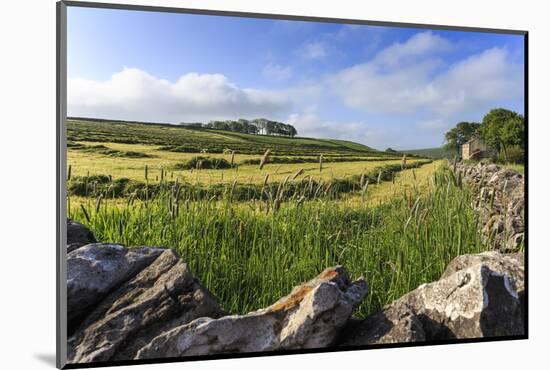 Newly Mown Grass in Field with Dry Stone Walls, Copse of Trees and House, Spring Morning Sun-Eleanor Scriven-Mounted Photographic Print