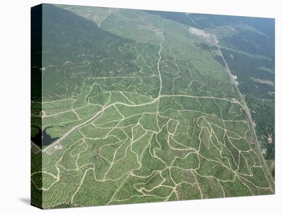 Newly Planted Oil Palm, Plantations, Lowland Dipterocarp Rainforest, Sabah, Borneo, Malaysia-James Aldred-Stretched Canvas