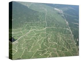 Newly Planted Oil Palm, Plantations, Lowland Dipterocarp Rainforest, Sabah, Borneo, Malaysia-James Aldred-Stretched Canvas