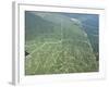 Newly Planted Oil Palm, Plantations, Lowland Dipterocarp Rainforest, Sabah, Borneo, Malaysia-James Aldred-Framed Photographic Print