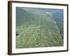 Newly Planted Oil Palm, Plantations, Lowland Dipterocarp Rainforest, Sabah, Borneo, Malaysia-James Aldred-Framed Photographic Print