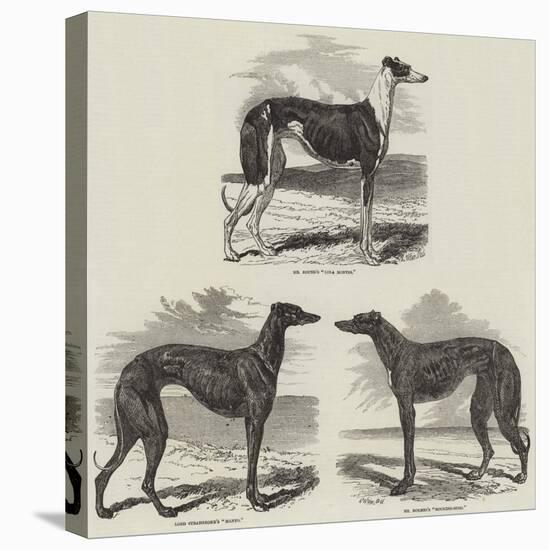 Newmarket Coursing Meeting-Harrison William Weir-Stretched Canvas