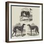 Newmarket Coursing Meeting-Harrison William Weir-Framed Giclee Print