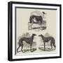 Newmarket Coursing Meeting-Harrison William Weir-Framed Giclee Print