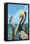 Newport Beach, California - Brown Pelican-Lantern Press-Framed Stretched Canvas