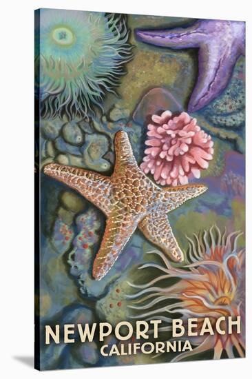 Newport Beach, California - Tidepools-Lantern Press-Stretched Canvas