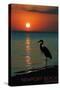 Newport, California - Heron and Sunset-Lantern Press-Stretched Canvas