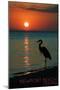 Newport, California - Heron and Sunset-Lantern Press-Mounted Art Print