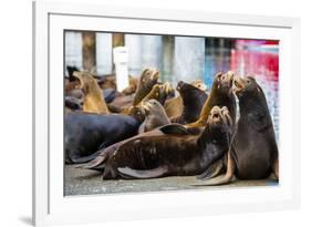 Newport, Oregon. Port of Newport, Large sea lions express themselves on the dock-Jolly Sienda-Framed Photographic Print