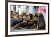 Newport, Oregon. Port of Newport, Large sea lions express themselves on the dock-Jolly Sienda-Framed Photographic Print
