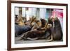 Newport, Oregon. Port of Newport, Large sea lions express themselves on the dock-Jolly Sienda-Framed Photographic Print