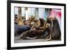 Newport, Oregon. Port of Newport, Large sea lions express themselves on the dock-Jolly Sienda-Framed Photographic Print