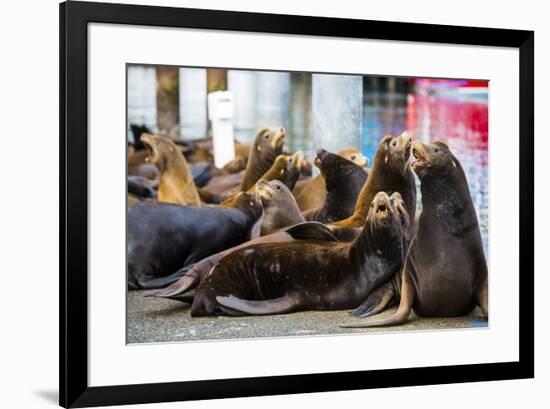 Newport, Oregon. Port of Newport, Large sea lions express themselves on the dock-Jolly Sienda-Framed Photographic Print