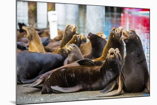 Newport, Oregon. Port of Newport, Large sea lions express themselves on the dock-Jolly Sienda-Mounted Photographic Print