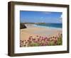 Newquay Beach with Valerian in Foreground, Cornwall, England, United Kingdom, Europe-Neale Clark-Framed Photographic Print