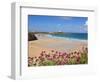 Newquay Beach with Valerian in Foreground, Cornwall, England, United Kingdom, Europe-Neale Clark-Framed Photographic Print