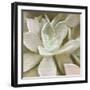 Newspaper Succulent 1-Kimberly Allen-Framed Photographic Print