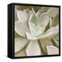 Newspaper Succulent 1-Kimberly Allen-Framed Stretched Canvas