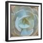 Newspaper Succulent 2-Kimberly Allen-Framed Photographic Print