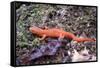 Newt on Rock Animal Photo Poster-null-Framed Stretched Canvas