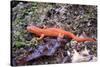 Newt on Rock Animal Photo Poster-null-Stretched Canvas