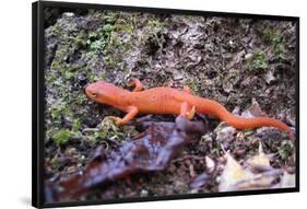 Newt on Rock Animal Photo Poster-null-Framed Poster