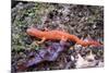 Newt on Rock Animal Photo Poster-null-Mounted Poster