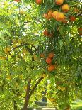 Orange and Lemon Trees in the Alcazar Gardens, Cordoba, Andalucia, Spain, Europe-Newton Michael-Stretched Canvas