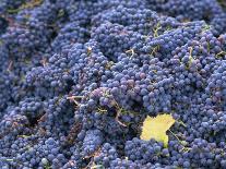 Sangiovese Grapes, Chianti, Tuscany, Italy, Europe-Newton Michael-Photographic Print
