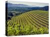 Newton Vineyard, Napa Valley, California, Usa-Janis Miglavs-Stretched Canvas