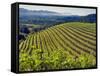 Newton Vineyard, Napa Valley, California, Usa-Janis Miglavs-Framed Stretched Canvas