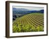 Newton Vineyard, Napa Valley, California, Usa-Janis Miglavs-Framed Photographic Print