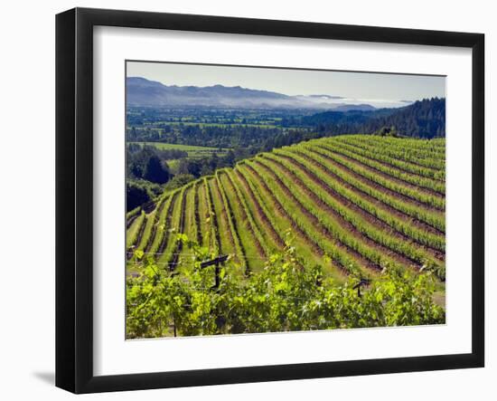 Newton Vineyard, Napa Valley, California, Usa-Janis Miglavs-Framed Photographic Print