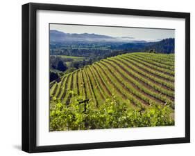 Newton Vineyard, Napa Valley, California, Usa-Janis Miglavs-Framed Photographic Print