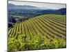 Newton Vineyard, Napa Valley, California, Usa-Janis Miglavs-Mounted Photographic Print