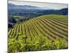 Newton Vineyard, Napa Valley, California, Usa-Janis Miglavs-Mounted Photographic Print