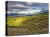 Newton Vineyard, Napa Valley, California, Usa-Janis Miglavs-Stretched Canvas