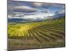 Newton Vineyard, Napa Valley, California, Usa-Janis Miglavs-Mounted Photographic Print