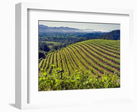 Newton Vineyard, Napa Valley, California, Usa-Janis Miglavs-Framed Photographic Print