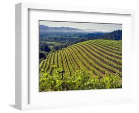 Newton Vineyard, Napa Valley, California, Usa-Janis Miglavs-Framed Photographic Print