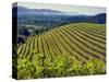 Newton Vineyard, Napa Valley, California, Usa-Janis Miglavs-Stretched Canvas