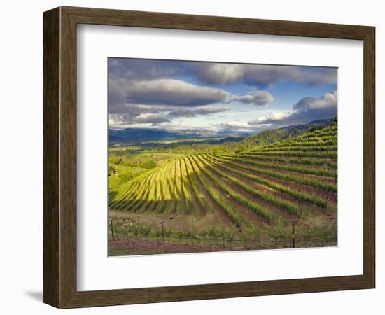 Newton Vineyard, Napa Valley, California, Usa-Janis Miglavs-Framed Photographic Print