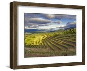 Newton Vineyard, Napa Valley, California, Usa-Janis Miglavs-Framed Photographic Print