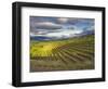 Newton Vineyard, Napa Valley, California, Usa-Janis Miglavs-Framed Photographic Print