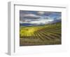 Newton Vineyard, Napa Valley, California, Usa-Janis Miglavs-Framed Photographic Print