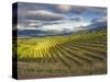 Newton Vineyard, Napa Valley, California, Usa-Janis Miglavs-Stretched Canvas