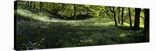 Newton Wood, Flowers in a Forest, England, United Kingdom-null-Stretched Canvas