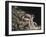 Newton-William Blake-Framed Giclee Print