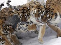 APTOPIX China Siberian Tigers-Ng Han Guan-Photographic Print