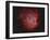 Ngc 2174, the Monkey Head Nebula with Ic 2159 Nebulosity-null-Framed Photographic Print